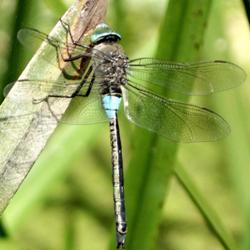 Anax parthenope